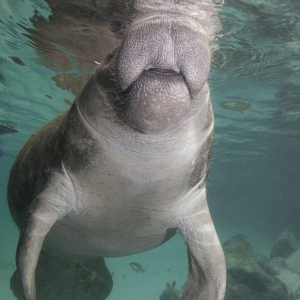 Gentle Florida Manatees swimming in Crystal River
